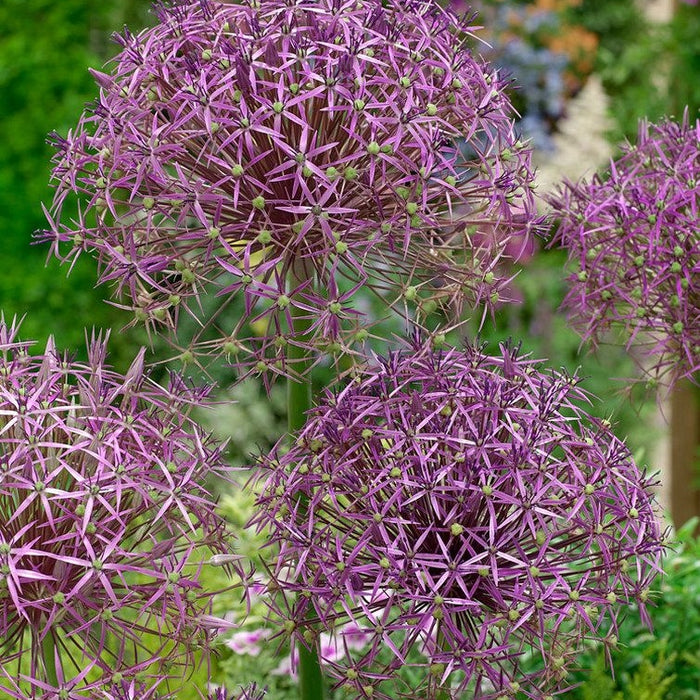 Bulbi de Allium "Christophii", 2 Bucati