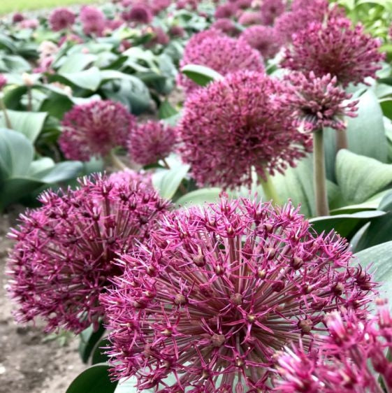 Bulbi de Allium "Karataviense", 2 Bucati