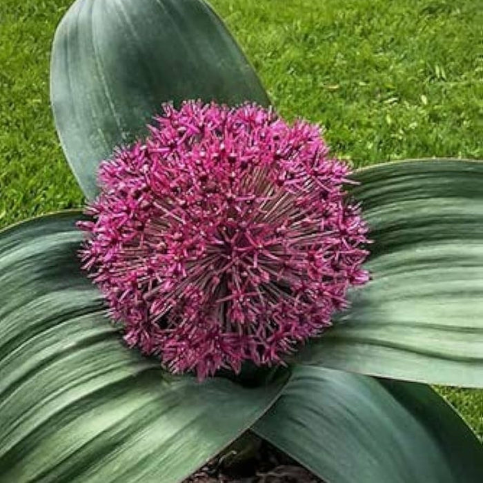 Bulbi de Allium "Karataviense", 2 Bucati