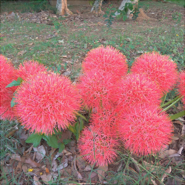 Bulbi de Allium "Red Giant", 2 Bucati
