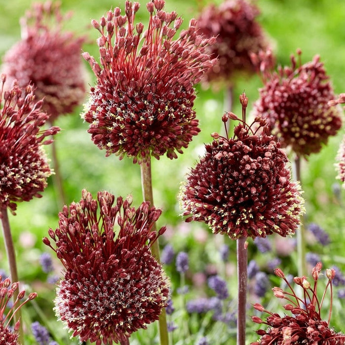 Bulbi de Allium "Red Mohican", 2 Bucati
