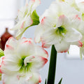 Bulbi de Amaryllis „Amadeus Candy”, 1 Bucată – bulbi de flori | Regatul Plantelor
