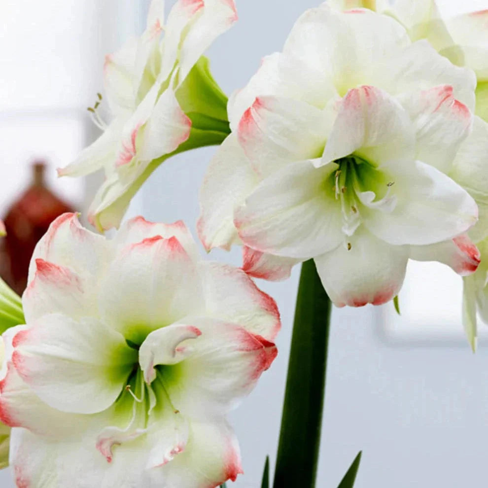 Bulbi de Amaryllis „Amadeus Candy”, 1 Bucată – bulbi de flori | Regatul Plantelor