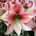 Bulbi de Amaryllis „Ambiance”, 1 Bucată – bulbi de flori | Regatul Plantelor
