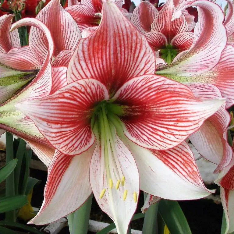 Bulbi de Amaryllis „Ambiance”, 1 Bucată – bulbi de flori | Regatul Plantelor