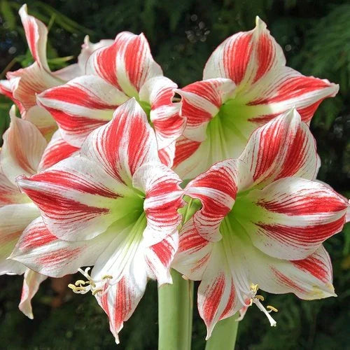 Bulbi de Amaryllis „Ambiance”, 1 Bucată – bulbi de flori, fotografia 2 | Regatul Plantelor