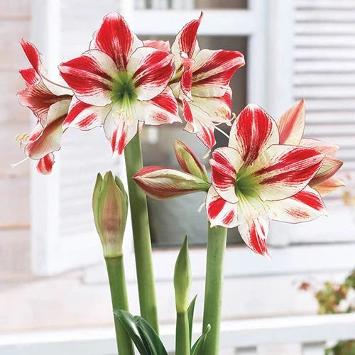 Bulbi de Amaryllis „Ambiance”, 1 Bucată – bulbi de flori, fotografia 3 | Regatul Plantelor