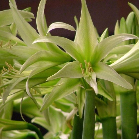 Bulbi de Amaryllis "Evergreen", 1 Bucata