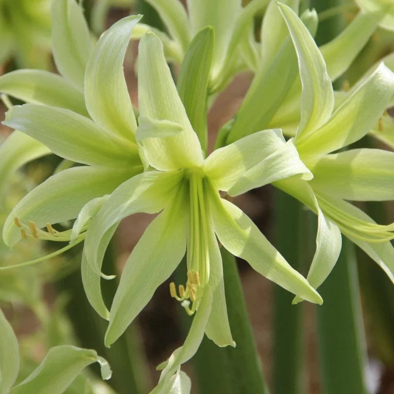 Bulbi de Amaryllis „Evergreen”, 1 Bucată – bulbi de flori, fotografia 3 | Regatul Plantelor
