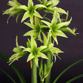 Bulbi de Amaryllis „Evergreen”, 1 Bucată – bulbi de flori | Regatul Plantelor
