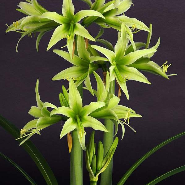 Bulbi de Amaryllis "Evergreen", 1 Bucata