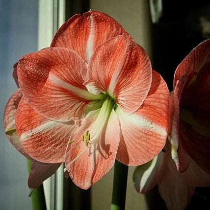 Bulbi de Amaryllis „Faro”, 1 Bucată – bulbi de flori, fotografia 3 | Regatul Plantelor