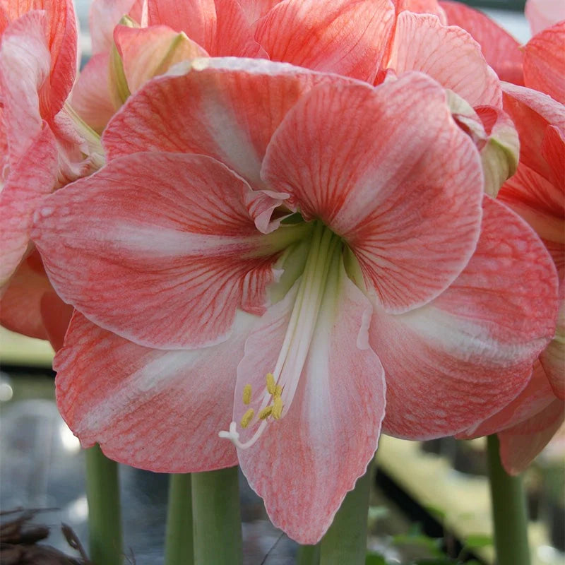 Bulbi de Amaryllis „Faro”, 1 Bucată – bulbi de flori | Regatul Plantelor