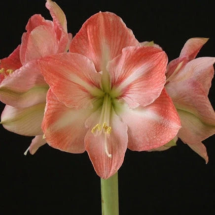 Bulbi de Amaryllis „Faro”, 1 Bucată – bulbi de flori, fotografia 2 | Regatul Plantelor