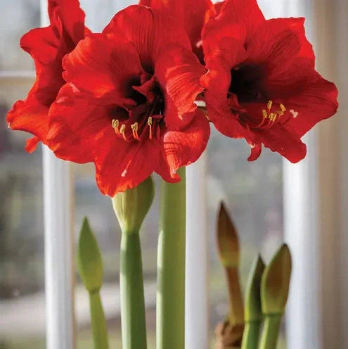 Bulbi de Amaryllis „Ferrari”, 1 Bucată – bulbi de flori, fotografia 3 | Regatul Plantelor