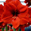 Bulbi de Amaryllis „Ferrari”, 1 Bucată – bulbi de flori | Regatul Plantelor