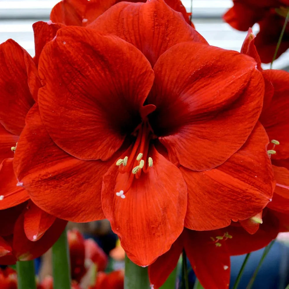 Bulbi de Amaryllis „Ferrari”, 1 Bucată – bulbi de flori | Regatul Plantelor