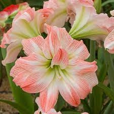 Bulbi de Amaryllis „Giant Amadeus”, 1 Bucată – bulbi de flori, fotografia 3 | Regatul Plantelor