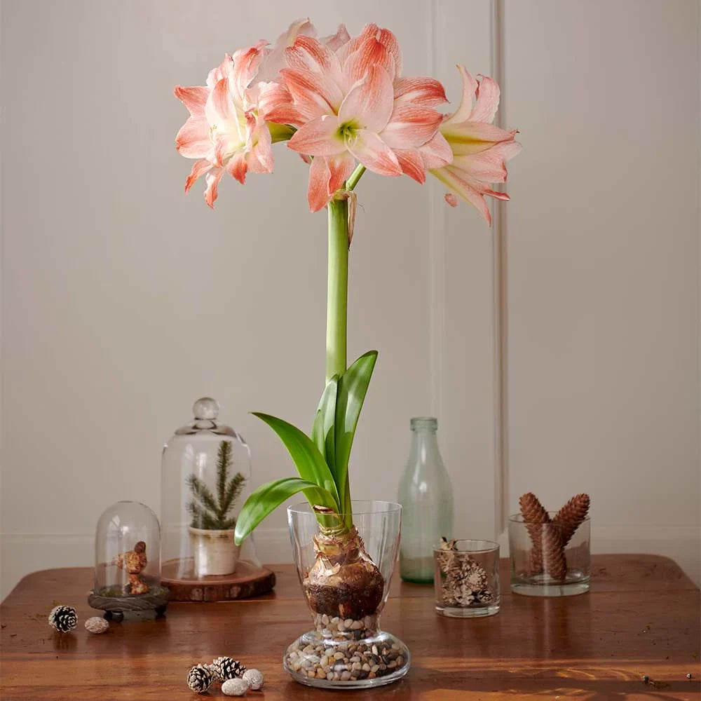 Bulbi de Amaryllis „Giant Amadeus”, 1 Bucată – bulbi de flori, fotografia 4 | Regatul Plantelor
