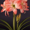 Bulbi de Amaryllis „Giant Amadeus”, 1 Bucată – bulbi de flori | Regatul Plantelor