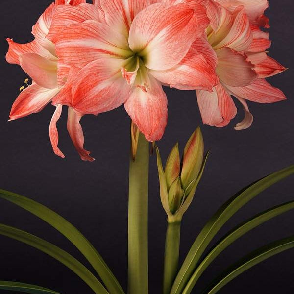 Bulbi de Amaryllis "Giant Amadeus", 1 Bucata