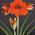 Bulbi de Amaryllis „Happy Garden”, 1 Bucată – bulbi de flori | Regatul Plantelor
