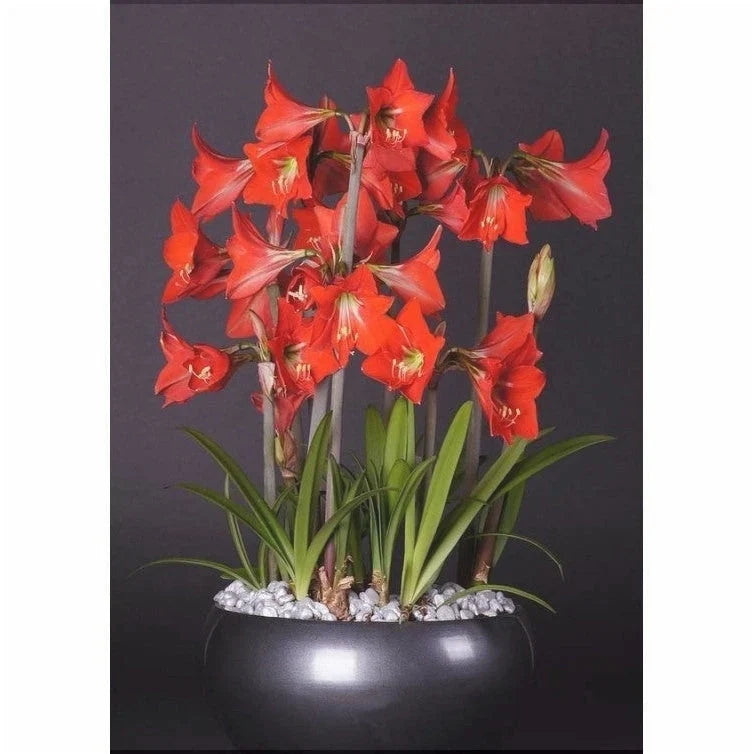 Bulbi de Amaryllis „Happy Garden”, 1 Bucată – bulbi de flori, fotografia 3 | Regatul Plantelor