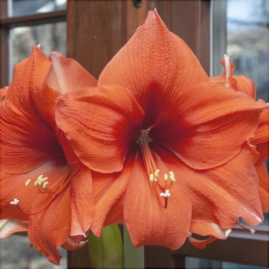 Bulbi de Amaryllis "Horizon", 1 Bucată