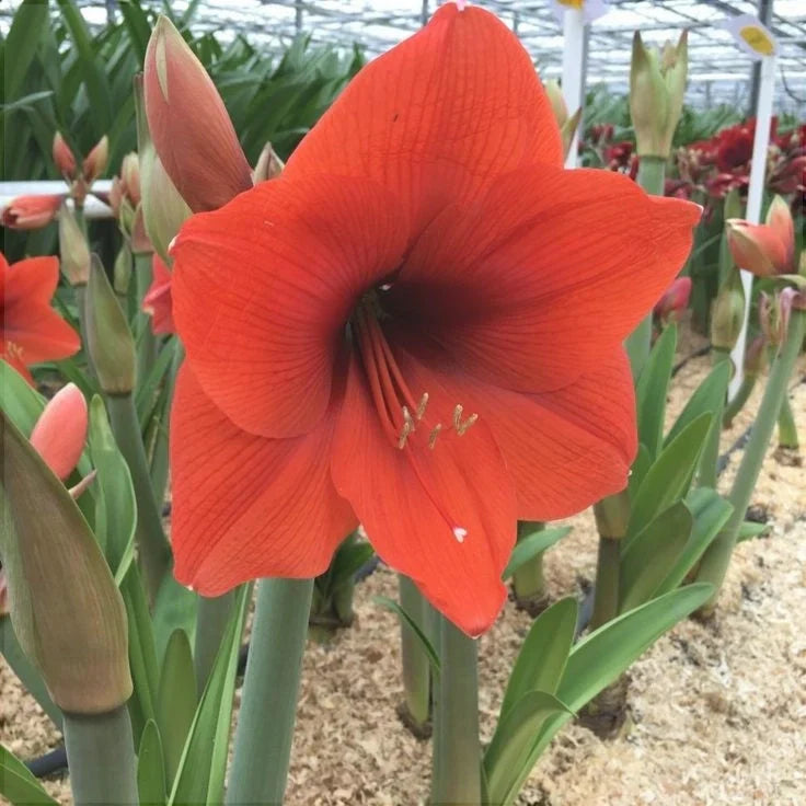 Bulbi de Amaryllis "Horizon", 1 Bucată