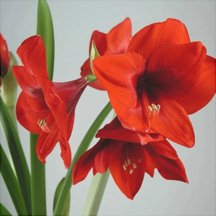 Bulbi de Amaryllis "Horizon", 1 Bucata