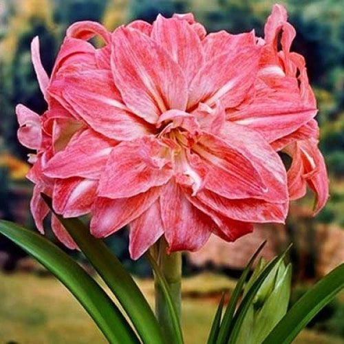 Bulbi de Amaryllis „Lady Jane”, 1 Bucată – bulbi de flori, fotografia 2 | Regatul Plantelor