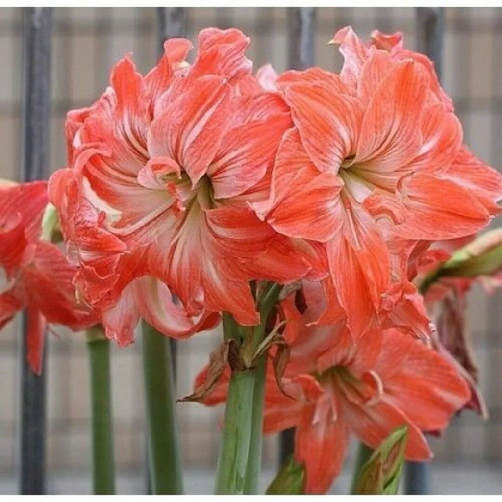 Bulbi de Amaryllis „Lady Jane”, 1 Bucată – bulbi de flori, fotografia 3 | Regatul Plantelor