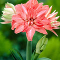Bulbi de Amaryllis „Lady Jane”, 1 Bucată – bulbi de flori | Regatul Plantelor