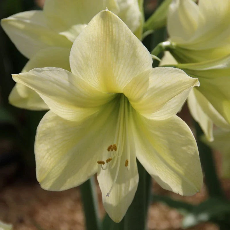 Bulbi de Amaryllis „Lemon Star”, 1 Bucată – bulbi de flori, fotografia 3 | Regatul Plantelor