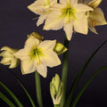 Bulbi de Amaryllis „Lemon Star”, 1 Bucată – bulbi de flori | Regatul Plantelor