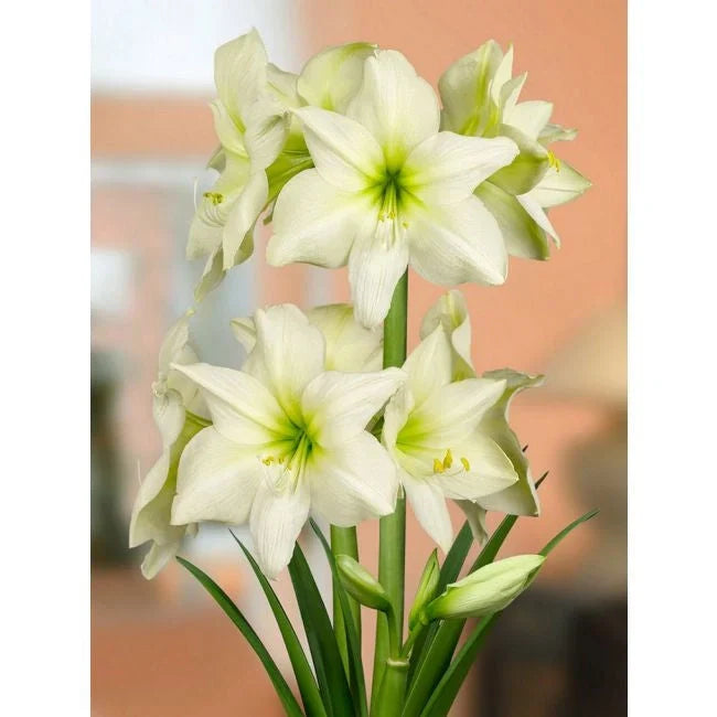 Bulbi de Amaryllis „Lemon Star”, 1 Bucată – bulbi de flori, fotografia 4 | Regatul Plantelor