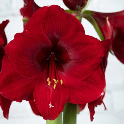 Bulbi de Amaryllis „Magnum”, 1 Bucată – bulbi de flori | Regatul Plantelor