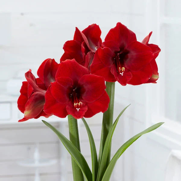 Bulbi de Amaryllis „Magnum”, 1 Bucată – bulbi de flori, fotografia 2 | Regatul Plantelor