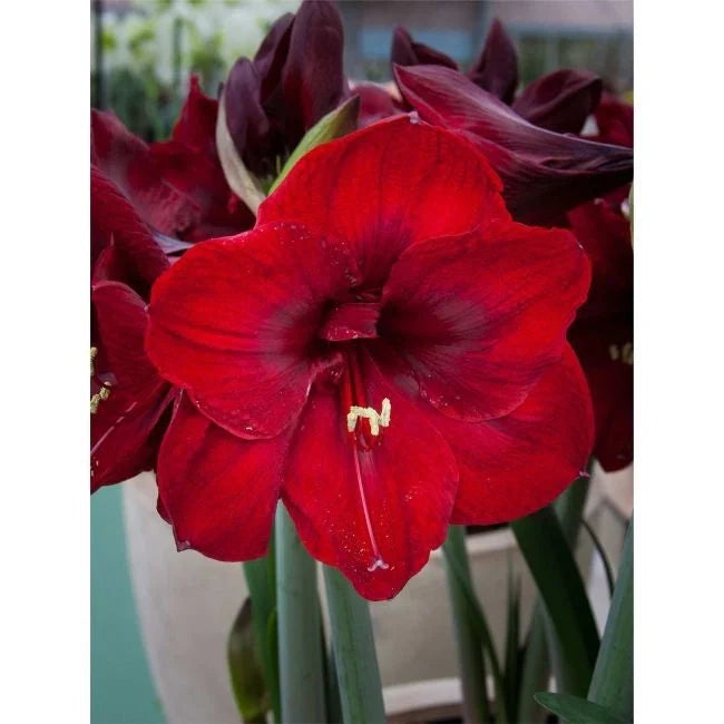 Bulbi de Amaryllis „Magnum”, 1 Bucată – bulbi de flori, fotografia 3 | Regatul Plantelor