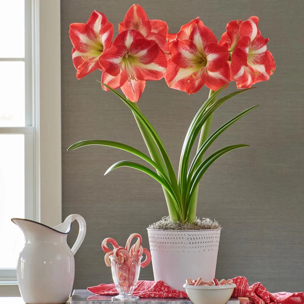 Bulbi de Amaryllis „Monte Carlo”, 1 Bucată – bulbi de flori, fotografia 3 | Regatul Plantelor