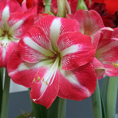 Bulbi de Amaryllis „Monte Carlo”, 1 Bucată – bulbi de flori | Regatul Plantelor
