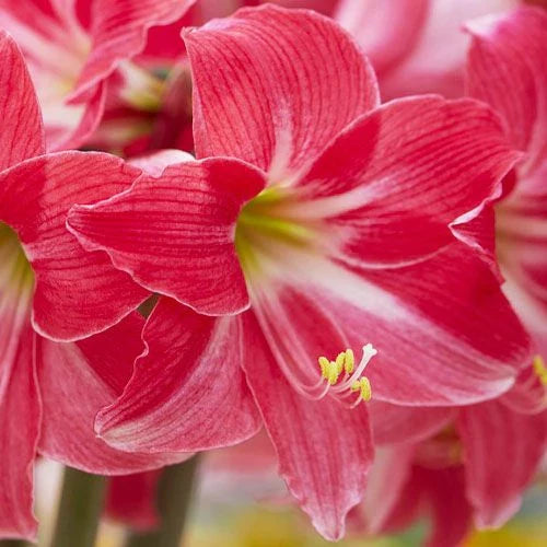 Bulbi de Amaryllis „Neon”, 1 Bucată – bulbi de flori, fotografia 5 | Regatul Plantelor