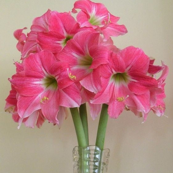 Bulbi de Amaryllis "Neon", 1 Bucata