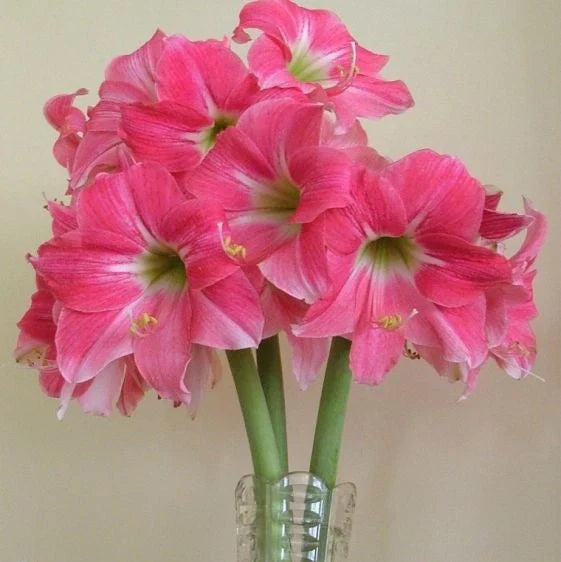 Bulbi de Amaryllis „Neon”, 1 Bucată – bulbi de flori, fotografia 4 | Regatul Plantelor