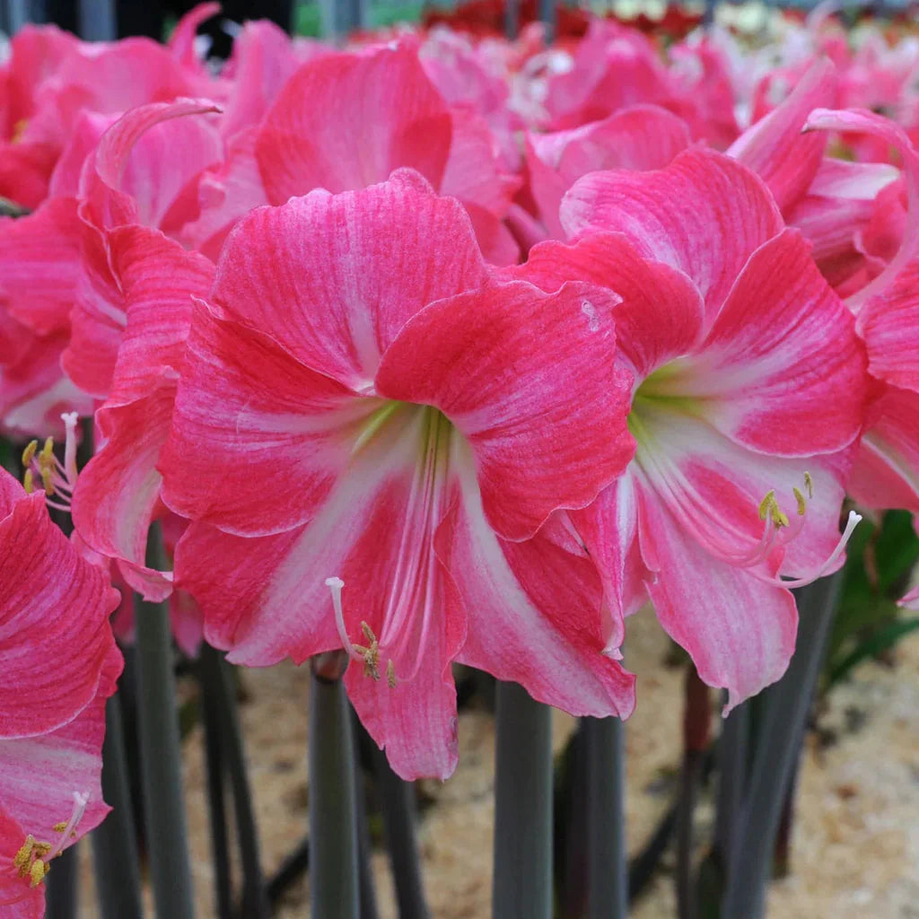 Bulbi de Amaryllis „Neon”, 1 Bucată – bulbi de flori, fotografia 2 | Regatul Plantelor