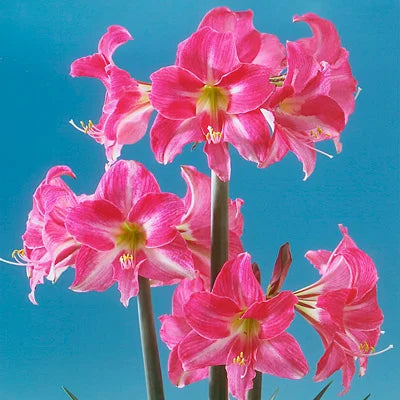 Bulbi de Amaryllis „Neon”, 1 Bucată – bulbi de flori, fotografia 3 | Regatul Plantelor