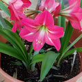Bulbi de Amaryllis „Neon”, 1 Bucată – bulbi de flori | Regatul Plantelor