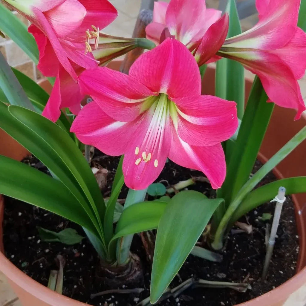 Bulbi de Amaryllis „Neon”, 1 Bucată – bulbi de flori | Regatul Plantelor