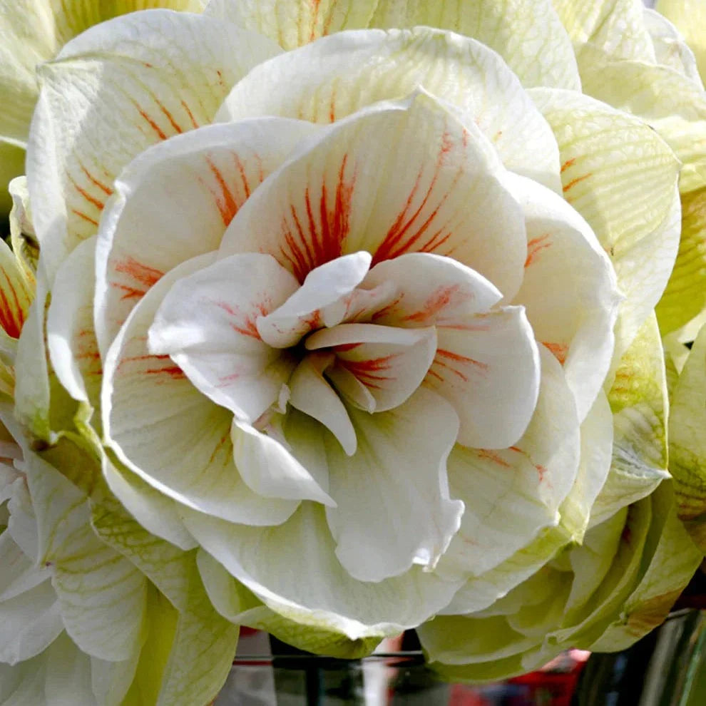Bulbi de Amaryllis „Nymph”, 1 Bucată – bulbi de flori, fotografia 3 | Regatul Plantelor