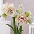 Bulbi de Amaryllis „Nymph”, 1 Bucată – bulbi de flori | Regatul Plantelor